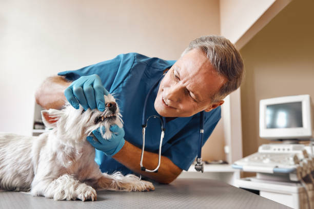 Best Emergency Treatment for Dental Infections or Abscesses in St Stephen, SC
